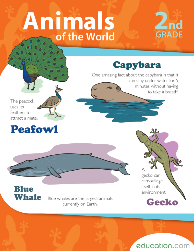Rich Results on Google's SERP when searching for 'Animals Of The World 2nd Grade Workbook'