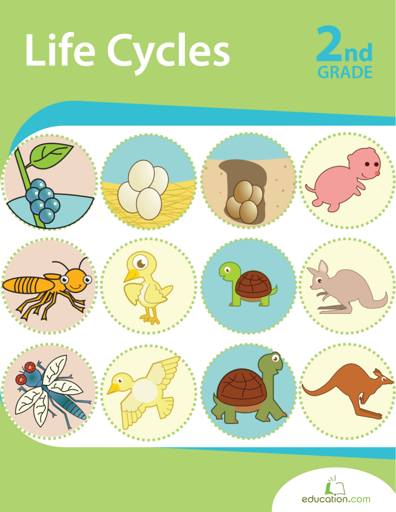 Rich Results on Google's SERP when searching for 'Life Cycles 2nd Grade Workbook'