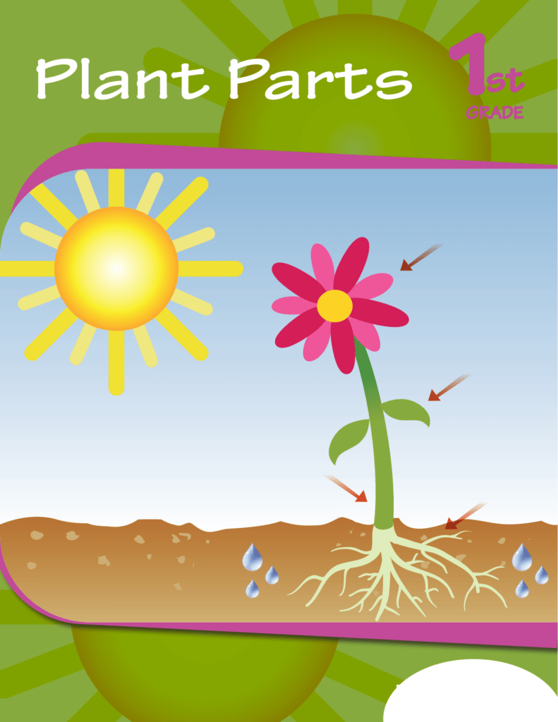 Rich Results on Google's SERP when searching for 'Plant Parts 1st Grade Workbook'